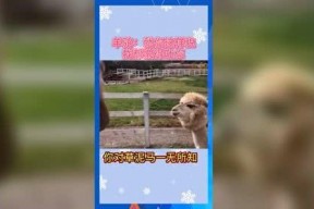 娱乐吃瓜模版,明星恋情曝光，幕后真相竟如此惊人！